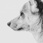 shooting animal de compagnie gironde